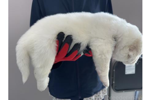 販売中の千葉県のグレートピレニーズ-394901の4枚目